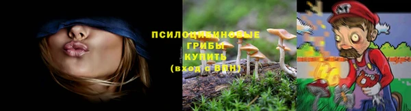 стаф Ельня